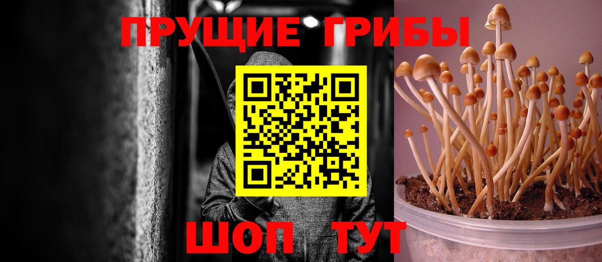Красноармейск  купить  сайты  Псилоцибиновые грибы GOLDEN TEACHER  Вход с VPN  Галлюциногенные грибы MAGIC MUSHROOMS 