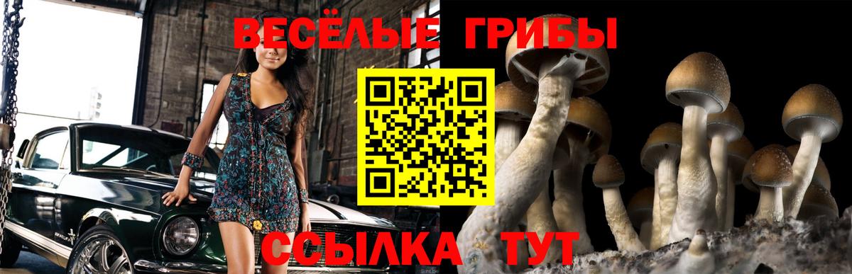 Галлюциногенные грибы Psilocybe  Красноармейск  Псилоцибиновые грибы GOLDEN TEACHER 